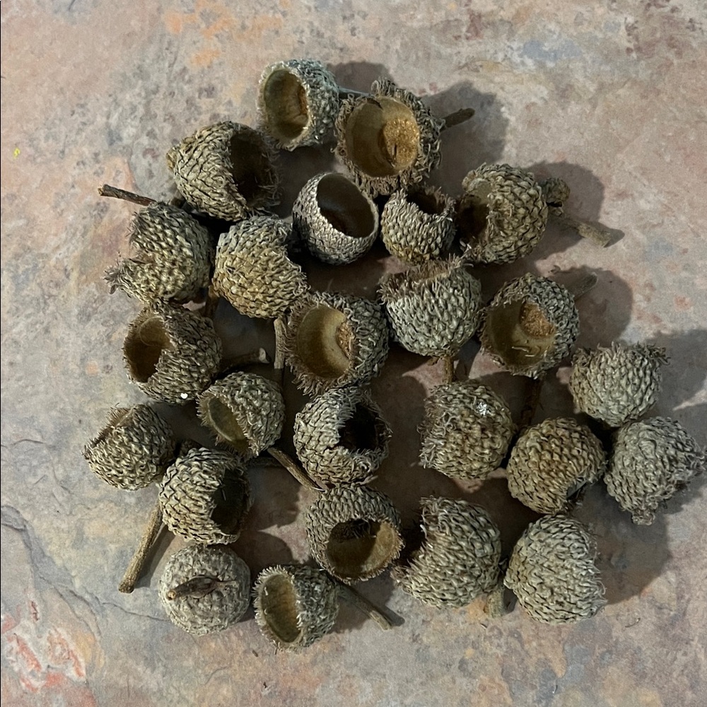 Burr Oak Acorn Caps for Natural Habitat, decor or crafting